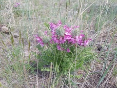 Pedicularis rubens