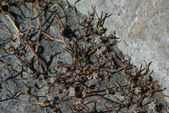 Lilaeopsis ruthiana