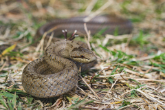 Smooth Snake photo 3