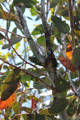 Thaumatoperla alpina