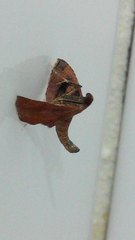 Endotricha theonalis