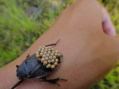 Appasus japonicus