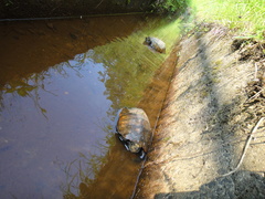 Mauremys japonica