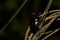 Onthophagus neostenocerus