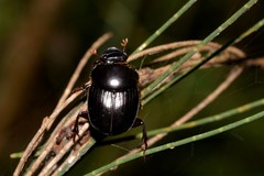 Onthophagus neostenocerus