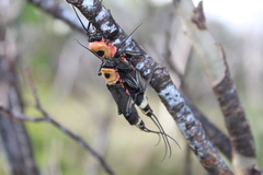 Thaumatoperla alpina