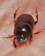 Onthophagus neostenocerus