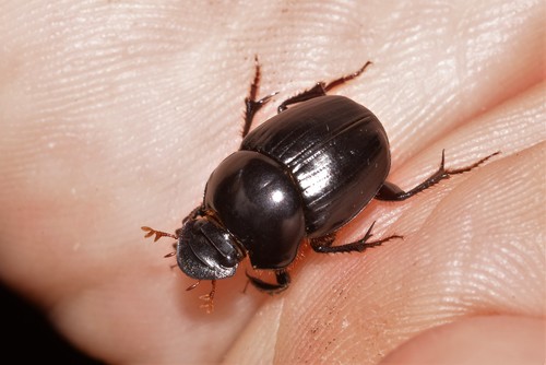 Onthophagus leanus