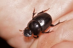 Onthophagus neostenocerus