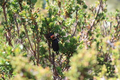 Thaumatoperla alpina