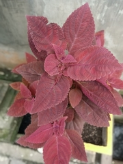 Coleus scutellarioides
