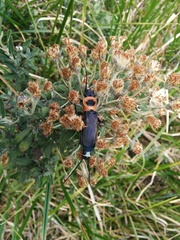 Thaumatoperla alpina