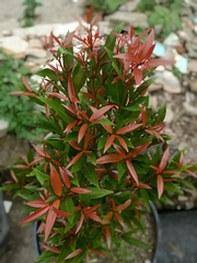 Syzygium myrtifolium