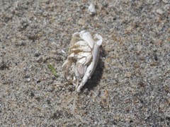 Blepharipoda occidentalis