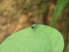 Pseudotheopea sauteri