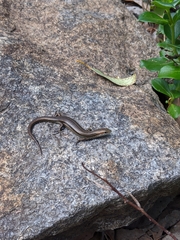 Pseudemoia pagenstecheri