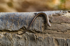 Ablepharus kitaibelii