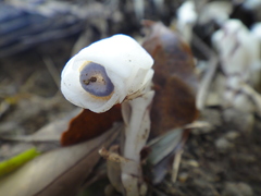 Monotropastrum humile