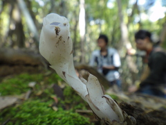 Monotropastrum humile