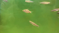 Desmopuntius hexazona