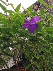 Pleroma semidecandrum