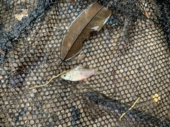 Desmopuntius hexazona