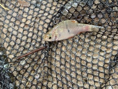 Desmopuntius hexazona