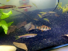 Desmopuntius hexazona