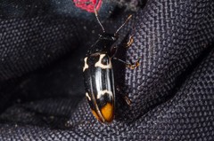 Episcaphula terminalis