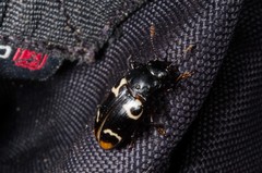 Episcaphula terminalis