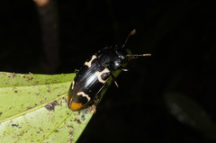 Episcaphula terminalis