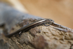 Ablepharus kitaibelii