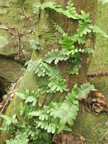 Arthropteris palisotii (Arthropteris palisotii)