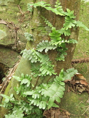 Arthropteris palisotii