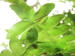 Arthropteris palisotii