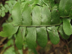 Arthropteris palisotii