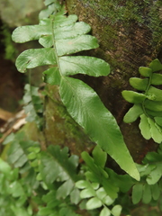 Arthropteris palisotii