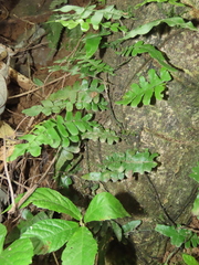 Arthropteris palisotii