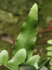 Arthropteris palisotii
