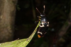 Episcaphula terminalis