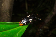 Episcaphula terminalis