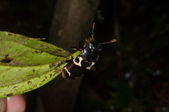 Episcaphula terminalis