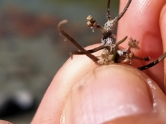 Lilaeopsis ruthiana