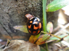 Aiolocaria hexaspilota