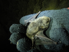 Pipistrellus abramus