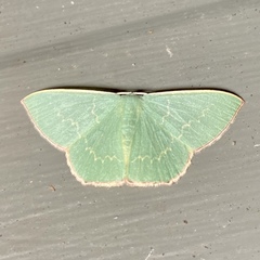 Prasinocyma semicrocea