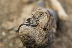 Ablepharus kitaibelii