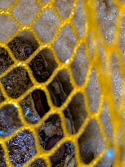 Pulchrana
