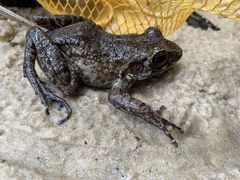 Pulchrana