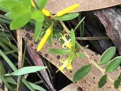 Persoonia acuminata